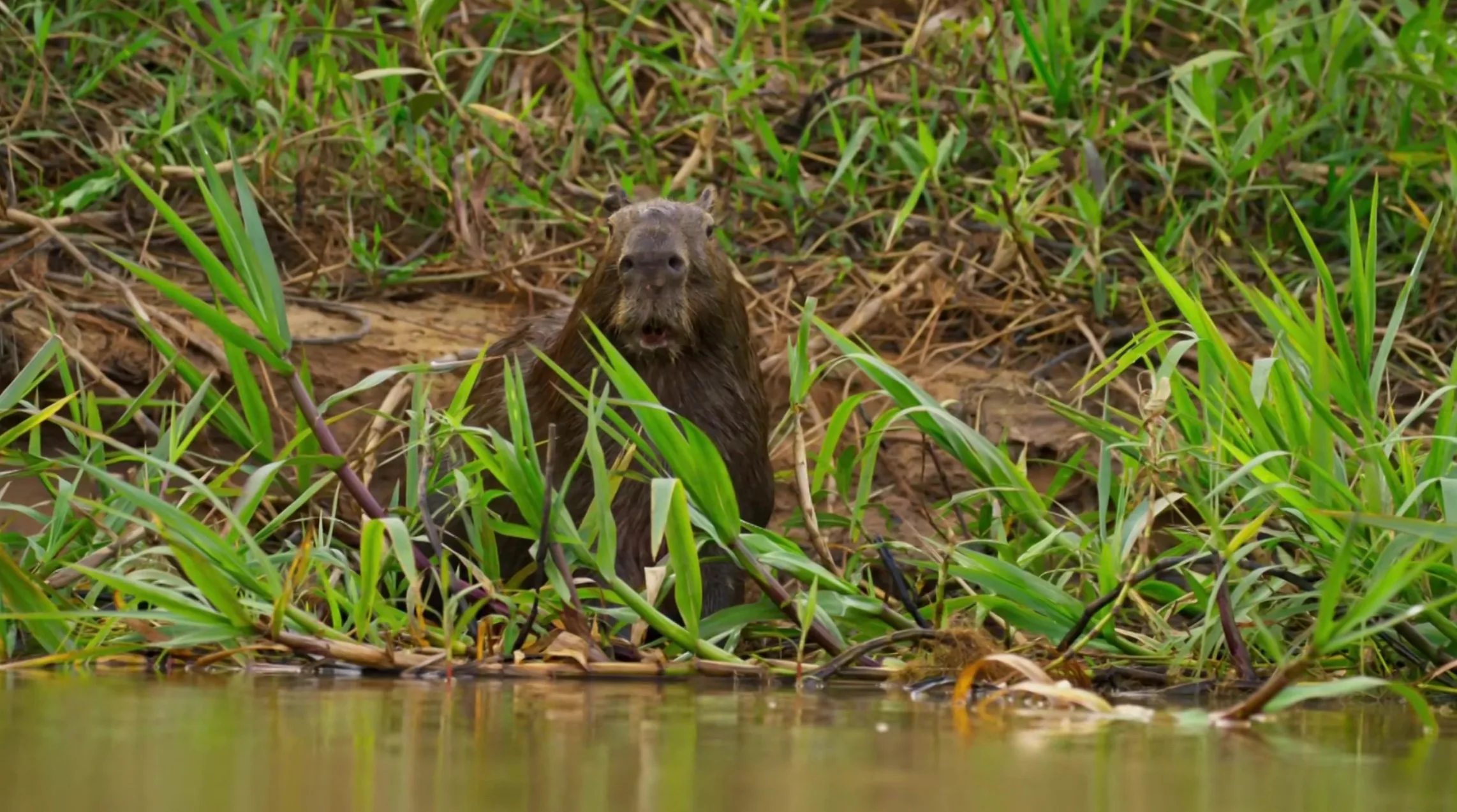 Shocked Capybara